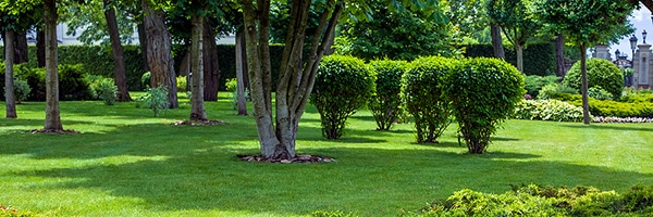 Tree and Shrub Fertilization Services in Fishers IN