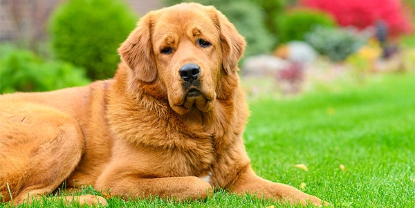 Expert Lawn Pest Control in Fishers IN