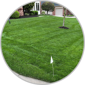Lawn Fertilization & Weed Control Services