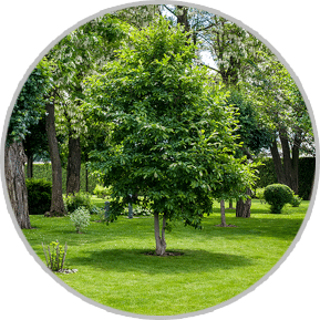 Tree & Shrub Fertilizaiton Services