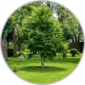 Professional Tree Fertilization in Fishers IN