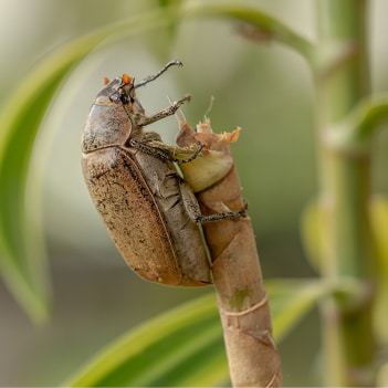 Japanese Beetle Lawn Pests in Fishers IN