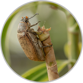 Professional Lawn Pest Control in Fishers IN