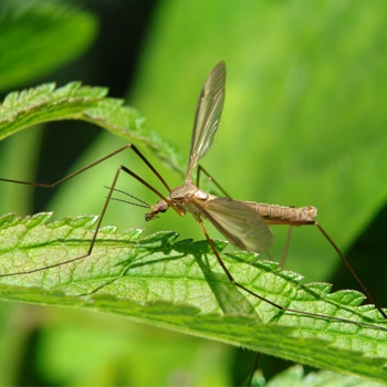 Crane Fly Removal in Fishers IN